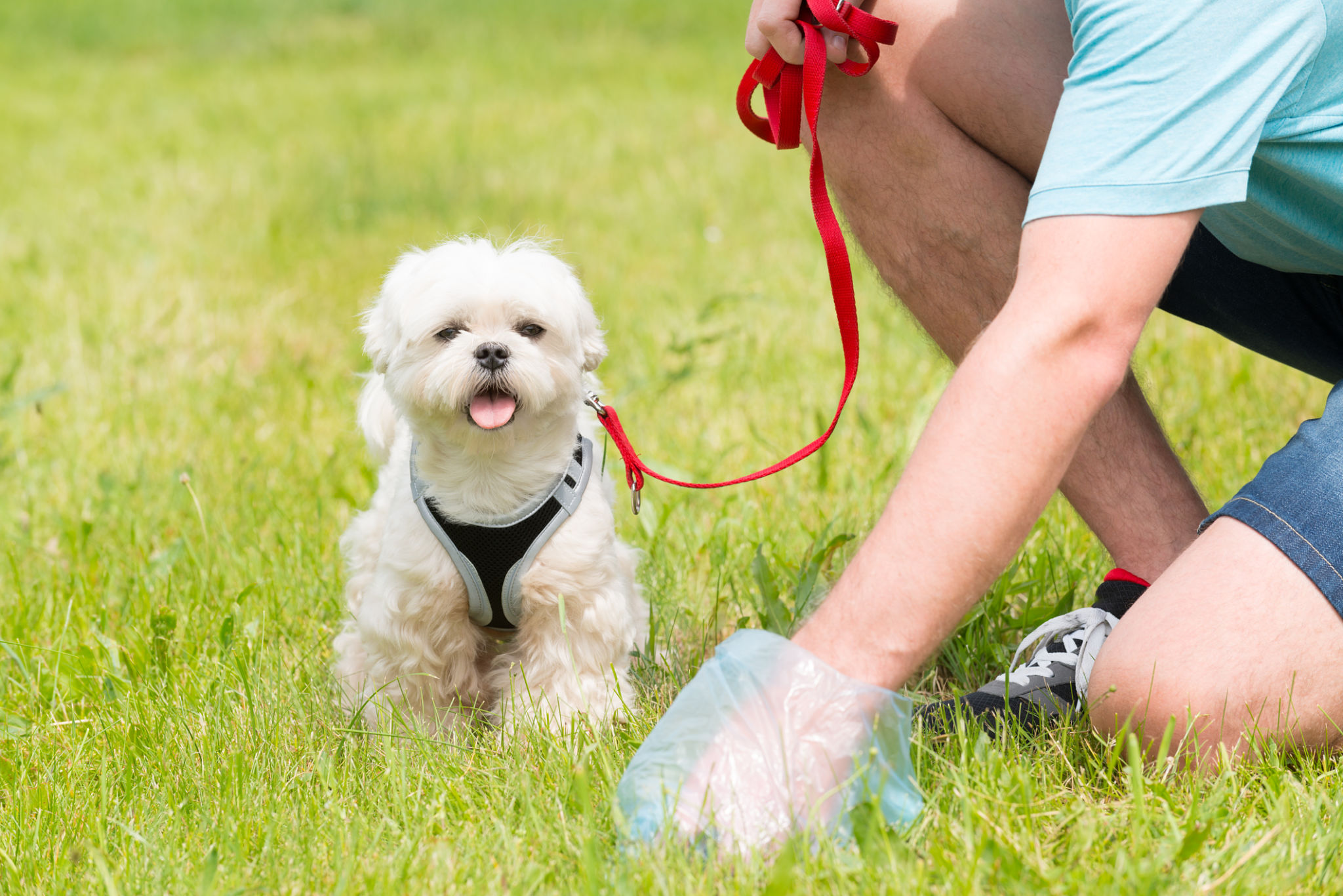 dog waste cleanup