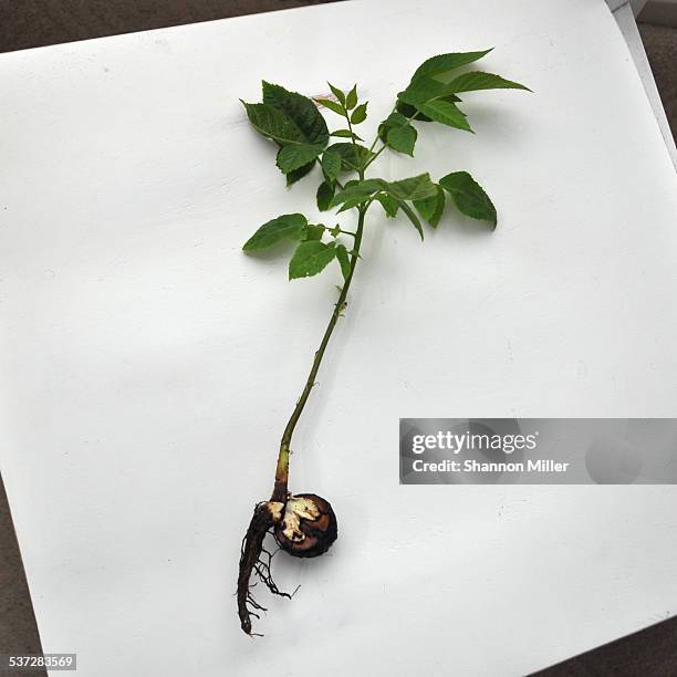 Sprouting Walnuts Walnut Sprout Photos and Premium High Res Pictures - Getty Images