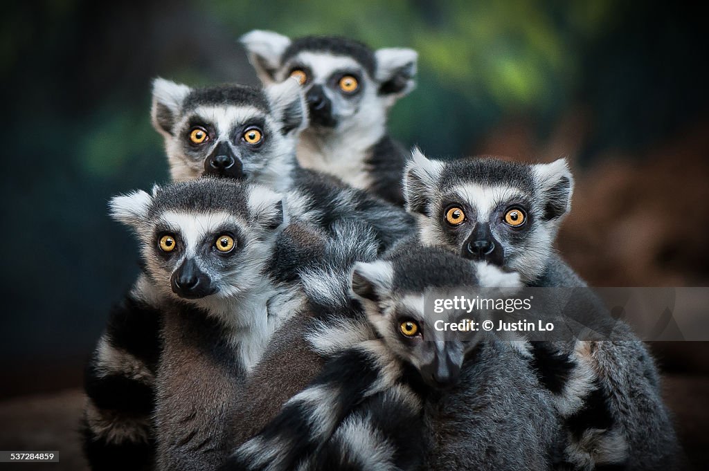 Gang of Lemurs