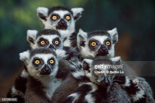 gang of lemurs - lémur de cola anillada fotografías e imágenes de stock