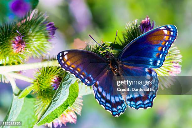 red spotted admiral - vlinders stockfoto's en -beelden