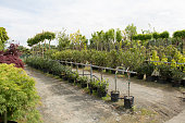 Trees for sale in a row, in pots