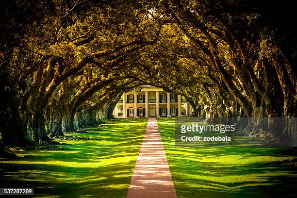 oak alley plantation house in louisiana, usa - live oak tree stock pictures, royalty-free photos & images