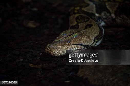 Reticulated Python Reticulated Python