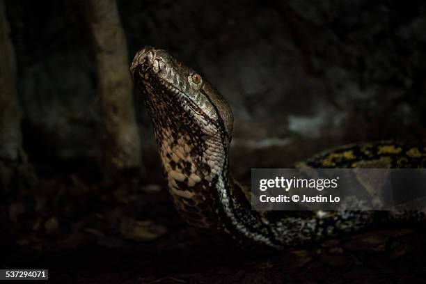 reticulated python - netzpython stock-fotos und bilder