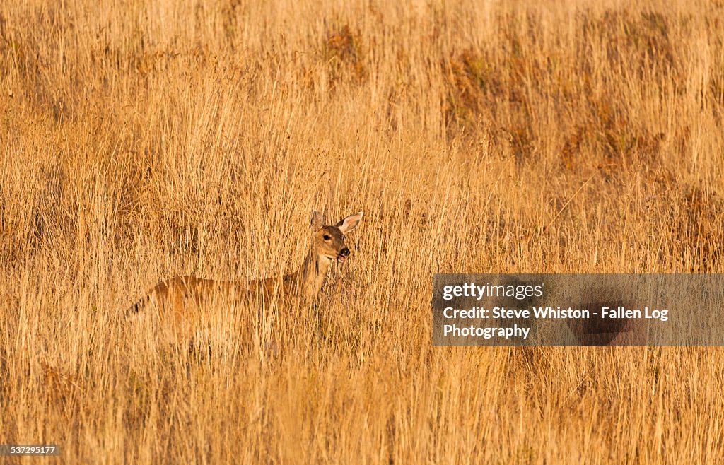 Deer Hidden in Tall Grass