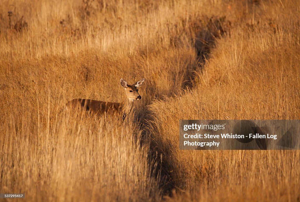Deer In Tall Grass By Trail