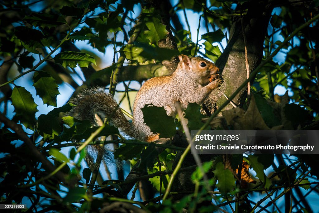 Sneaky squirrel