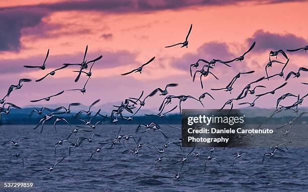migrating - birds migrating stock pictures, royalty-free photos & images