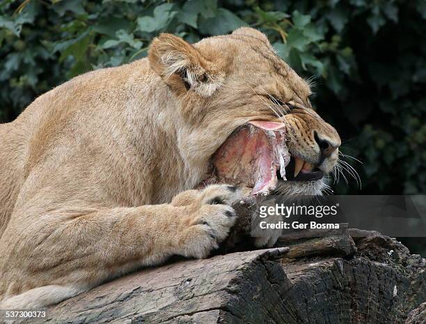 lion dinner time - cat skeleton stock pictures, royalty-free photos & images