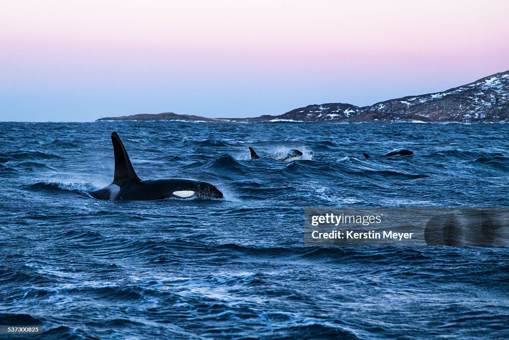 Hunting orcas