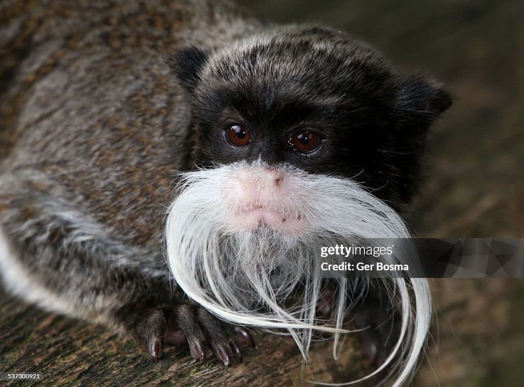 Emperor Tamarin