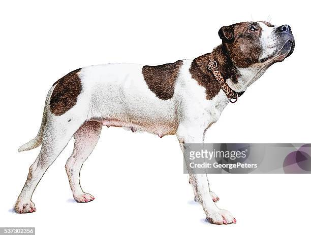 in voller länge farbe porträt von gemischten rasse weibliche hund - mixed breed dog stock-grafiken, -clipart, -cartoons und -symbole