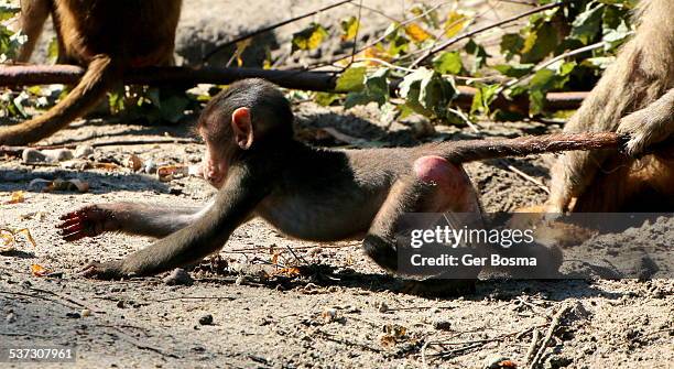 the unstoppable baboon explorer - baby monkey stock-fotos und bilder