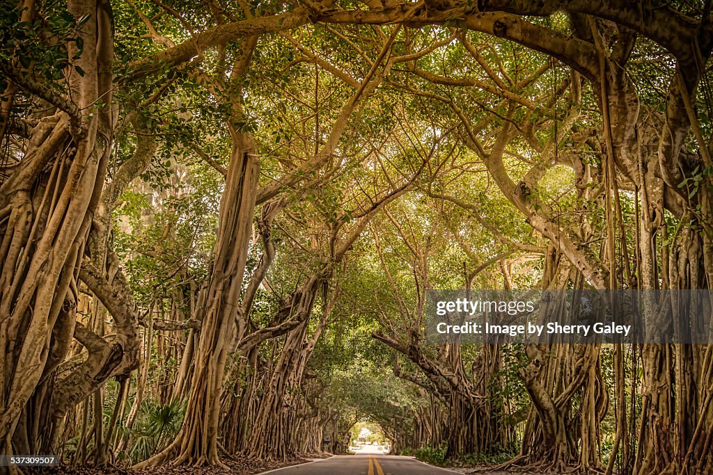 Banyan trees form living tunnel over roadway