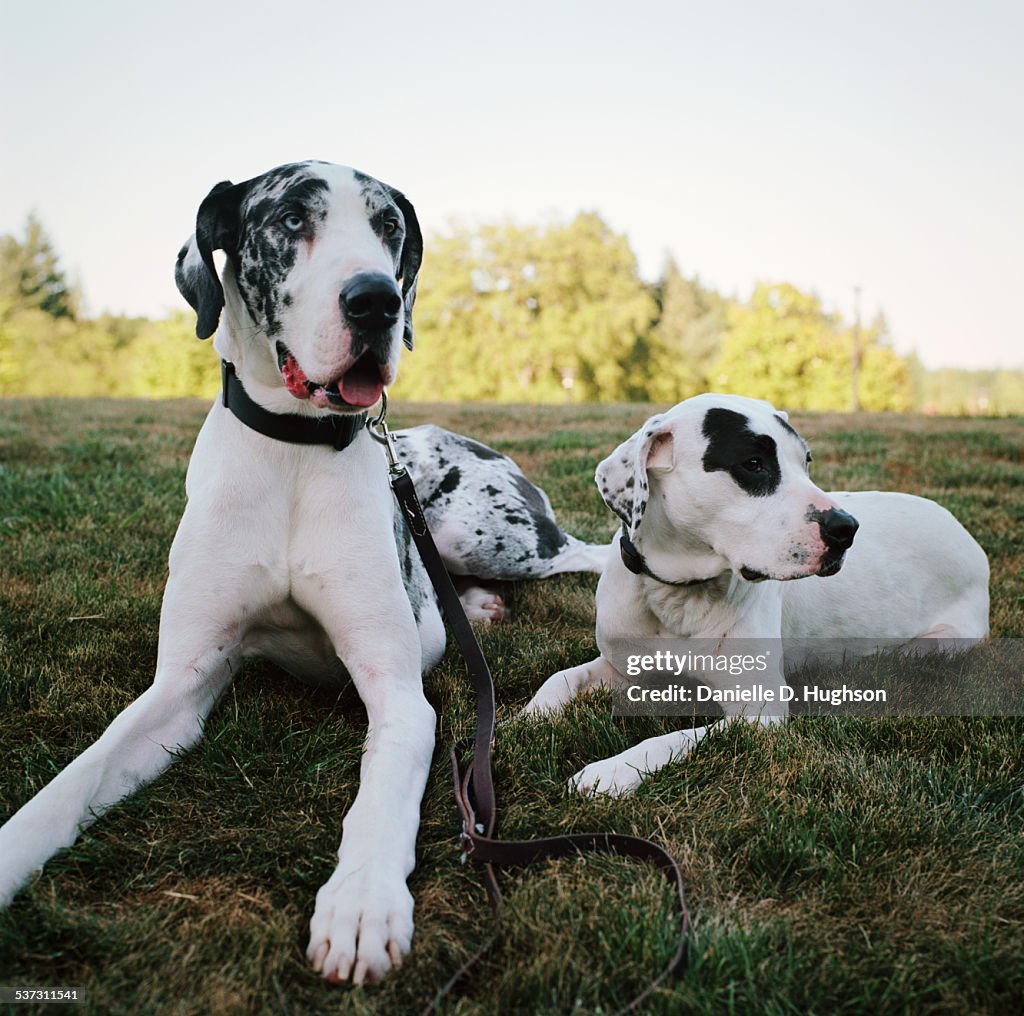 Great Dane and Pit Bull Mix Lying on Grassy Lawn