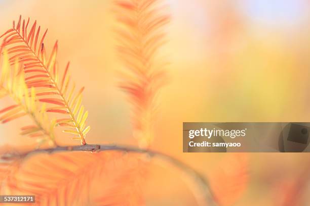 close up photo of red leaves - bald cypress tree fotografías e imágenes de stock