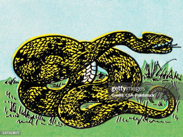 ilustrações de stock, clip art, desenhos animados e ícones de cobra - rattlesnake