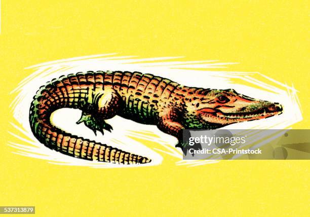 ilustraciones, imágenes clip art, dibujos animados e iconos de stock de mordaza de cocodrilo - alligator