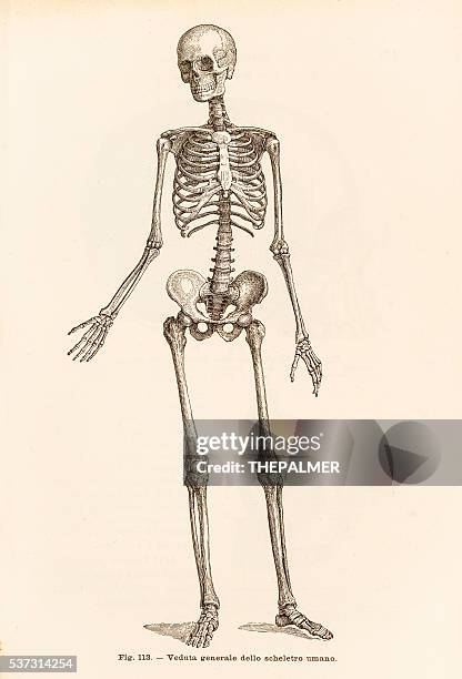 ilustraciones, imágenes clip art, dibujos animados e iconos de stock de esqueleto humano grabado 1899 - esqueleto de animal