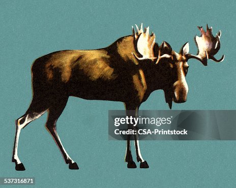 Moose Moose