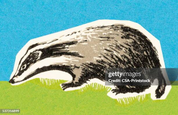 skunk - meles meles stock illustrations