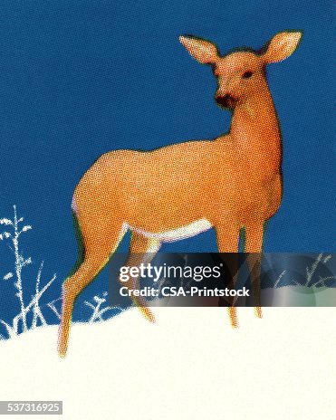Deer Deer
