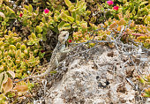 Starred Agama lizard on a rock in Cyprus