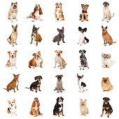 Large Collection of Common Breed Dogs