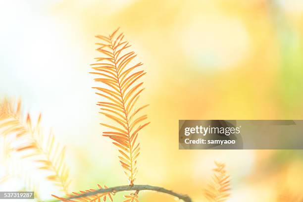 dreamy close-up photo of red leaves - bald cypress tree stock pictures, royalty-free photos & images