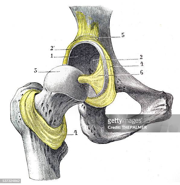 human anatomy femur engraving 1899 - hip body part stock illustrations