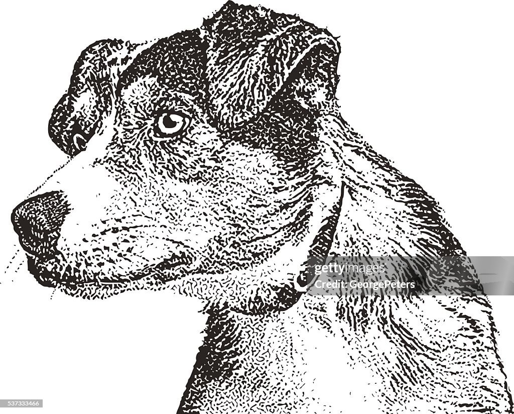 Alert Australian Shepherd Dog