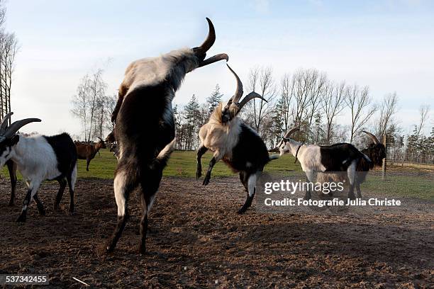 Butting 45 Goats Butting Heads Stock Photos, High-Res Pictures, and Images ...