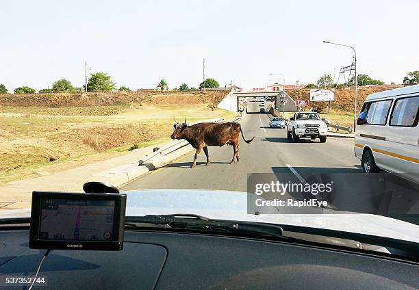 south africa, straying cow, road, cars, remote, mpumalanga, amersfoort, - garmin-global-positioning-system stock pictures, royalty-free photos & images