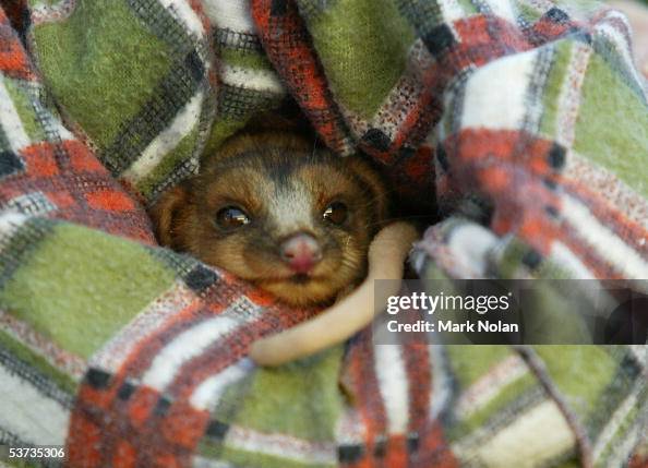 Spring Baby Boom At Taronga Zoo Spring Baby Boom At Taronga Zoo