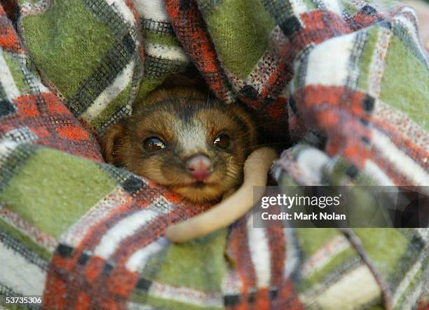 Anzac," a baby Ring Tail Possum, is one of the marsupials on show during the spring baby boom at Taronga Zoo September 1, 2005 in Sydney, Australia....