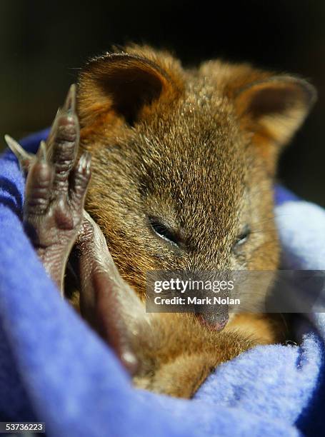 Autumn," a baby Quoka, is one of the marsupials on show during the spring baby boom at Taronga Zoo September 1, 2005 in Sydney, Australia. "Pebbles,"...