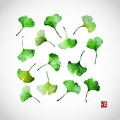Green ginkgo biloba leaves