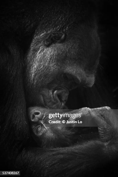 love - gorilla love 2 stockfoto's en -beelden