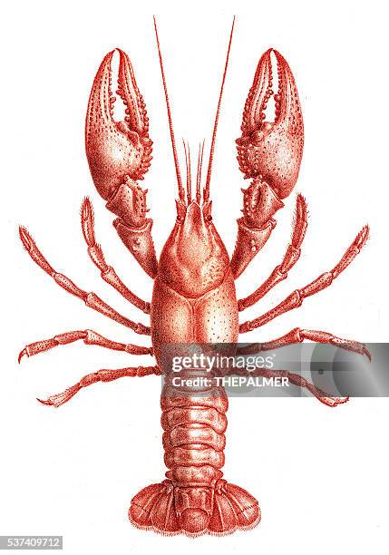 ilustraciones, imágenes clip art, dibujos animados e iconos de stock de langostas astacidae grabado 1870 - pescado y mariscos