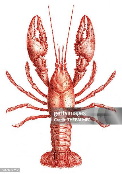 astacidae crawfish engraving 1870 - lobster stock illustrations