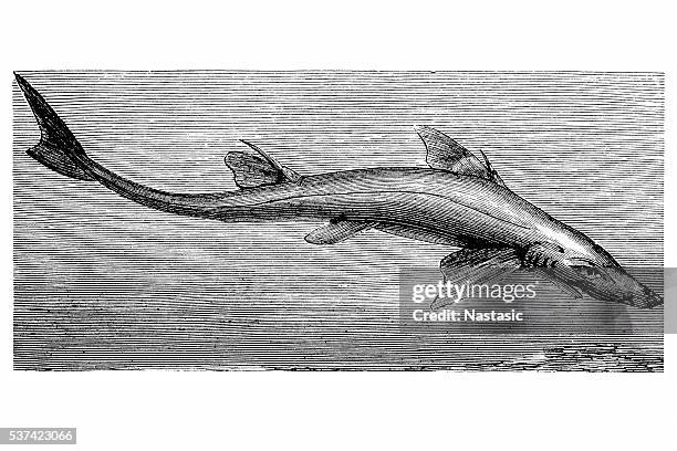 illustrazioni stock, clip art, cartoni animati e icone di tendenza di pescecane (spinax acanthias - spinarolo