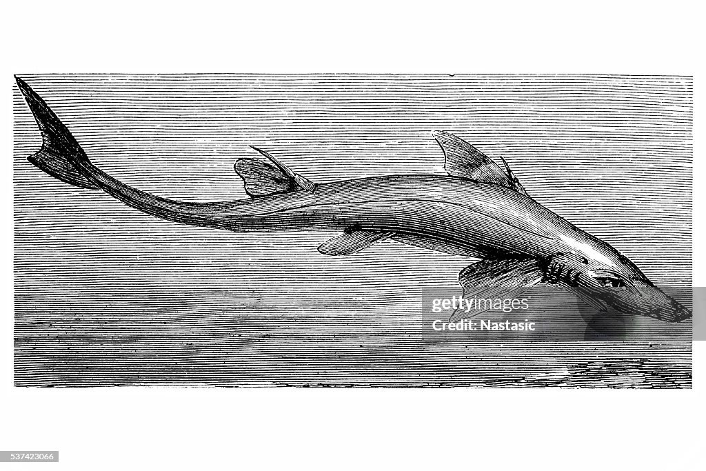 Dogfish (Spinax acanthias)