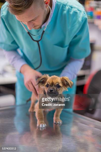 veterinarian examining puppy - medical scrubs texture stock pictures, royalty-free photos & images