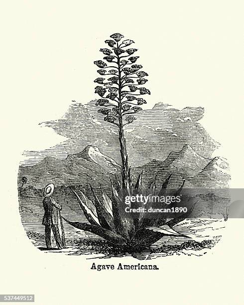 agave - agave plant stock illustrations