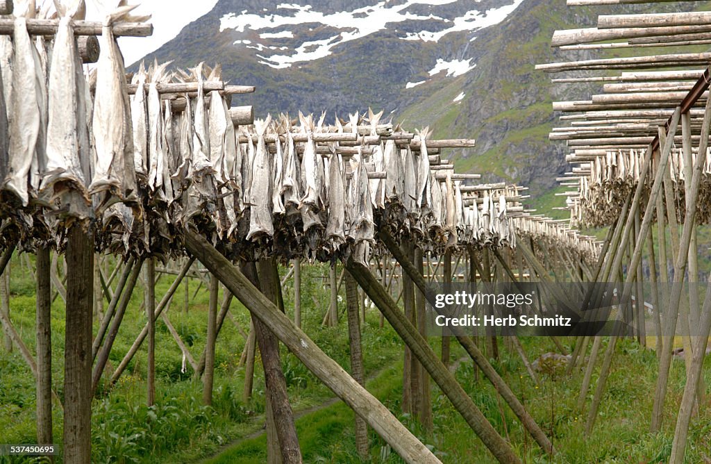 Stockfish drying in Norway