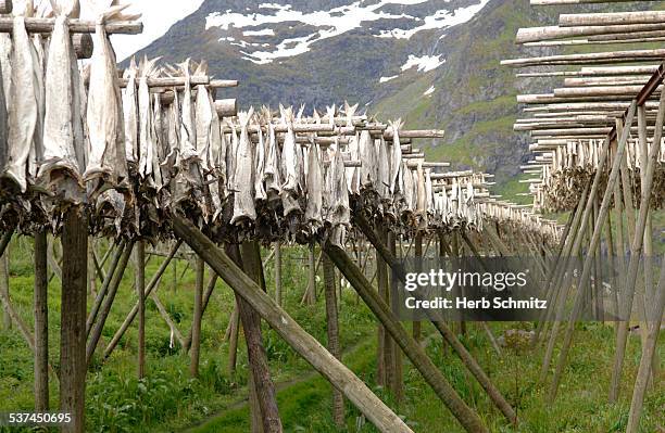 stockfish drying in norway - dried fish stock pictures, royalty-free photos & images