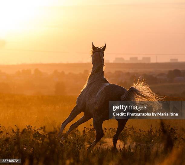 horse in sunset - arabische volbloed stockfoto's en -beelden