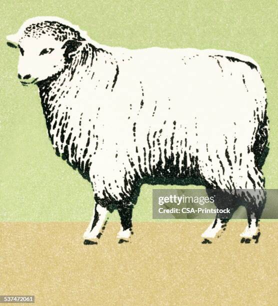 sheep - sheep wool stock illustrations
