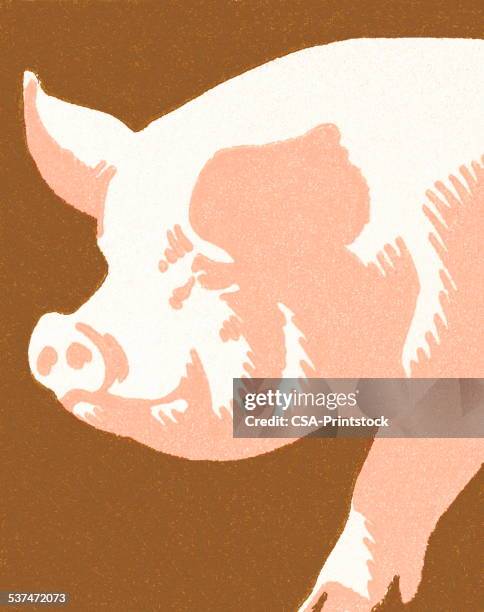 pig - pig stock illustrations